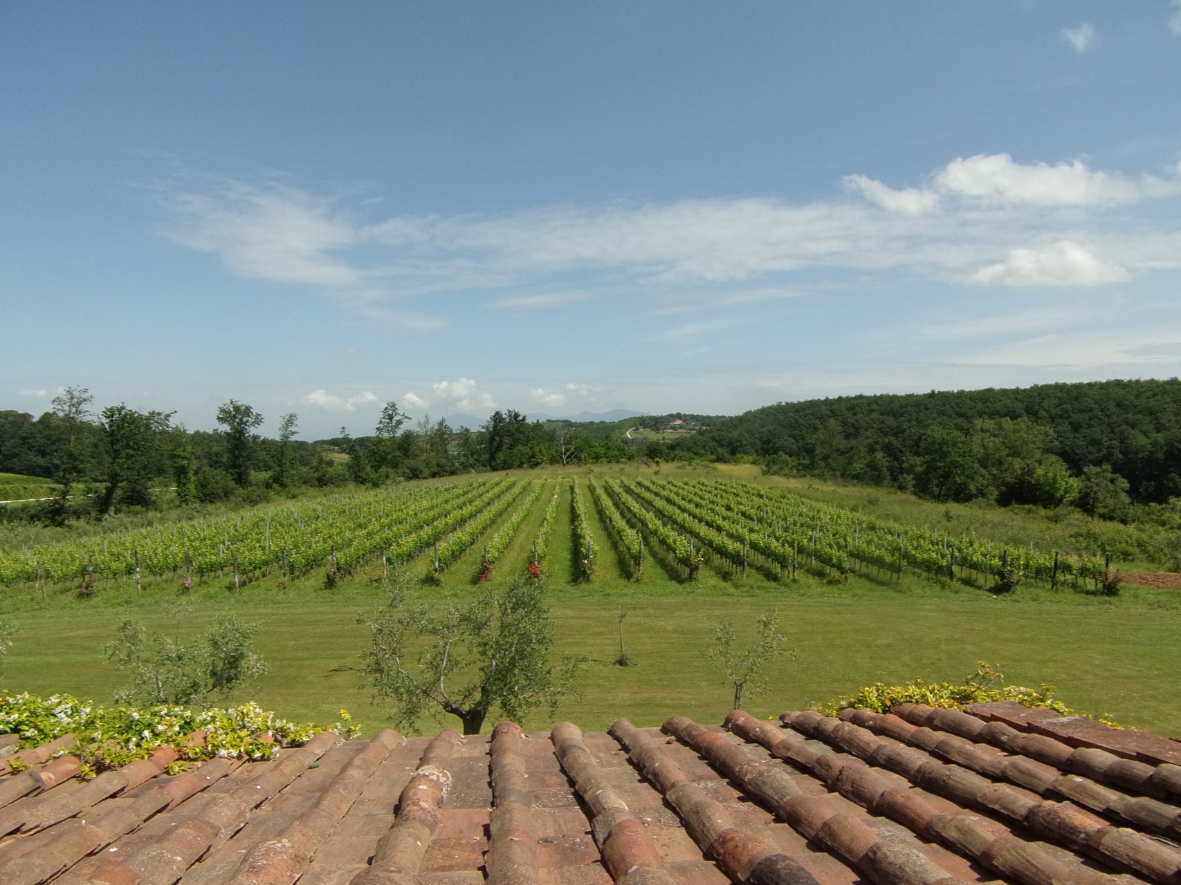 Rustico - Cascina PISA vendita    HOUSES IN TUSCANY