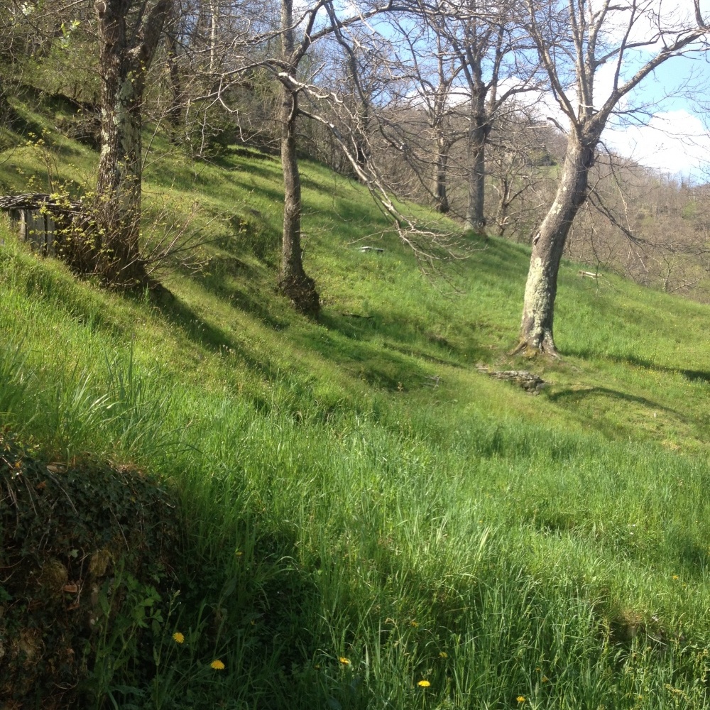 fotoCasa rurale posta su 3 livelli, con capanna in pietra annessa e terreno popolato da alberi, situata nelle vicinanze di Barga, Lucca.