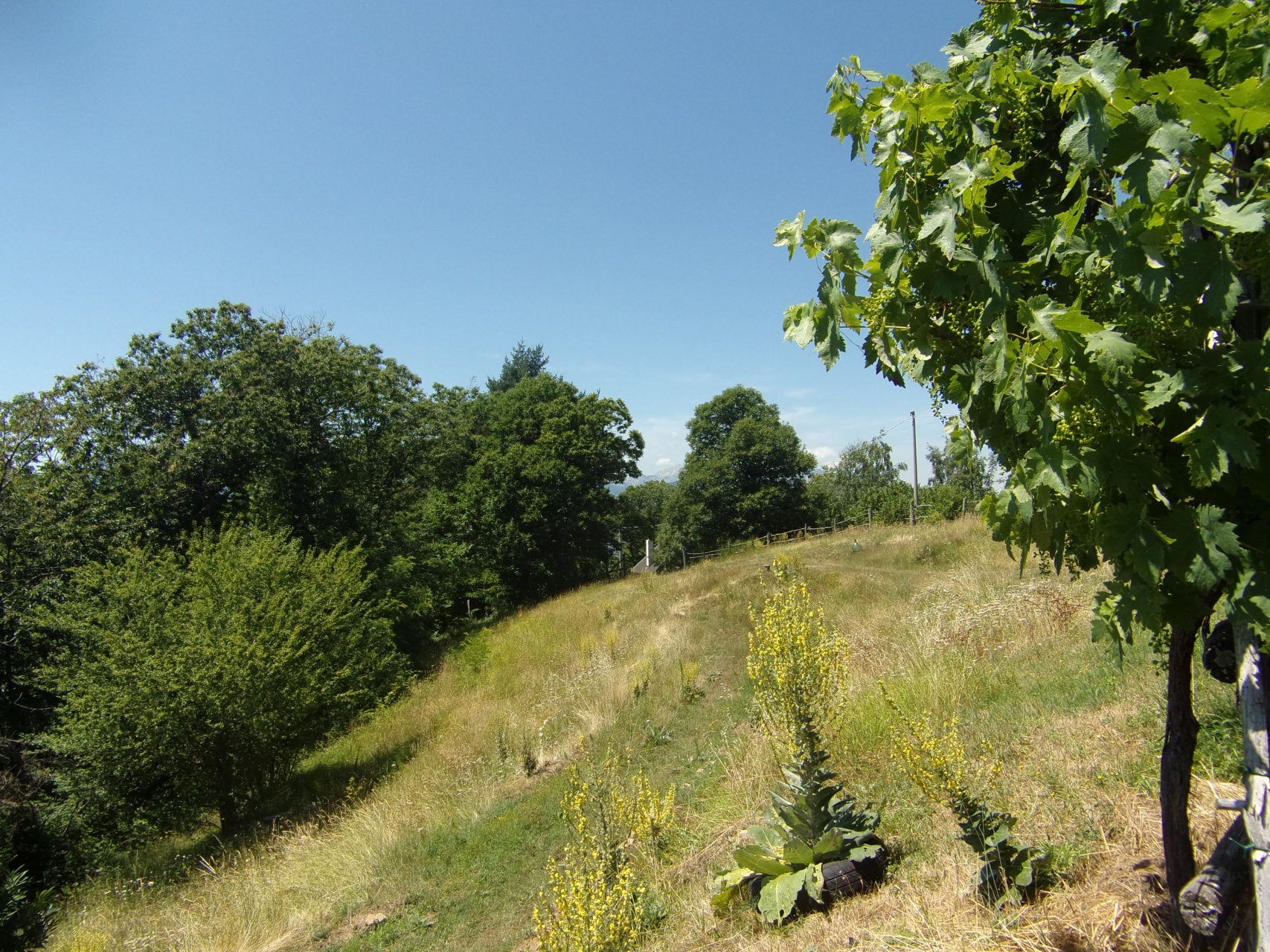 Rustico - Cascina BARGA vendita    HOUSES IN TUSCANY